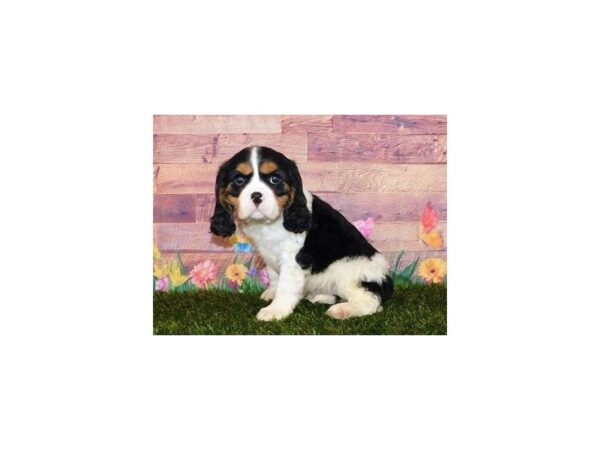 Cavalier King Charles Spaniel DOG Male Black Tan / White 11950 Petland Batavia, Illinois