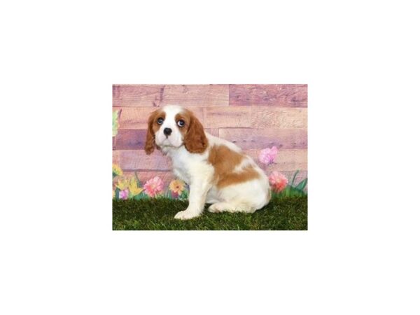 Cavalier King Charles Spaniel DOG Female Blenheim 11949 Petland Batavia, Illinois