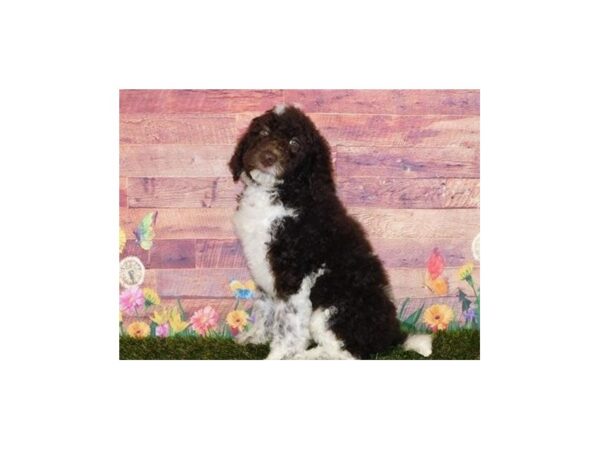 Standard Poodle DOG Male Chocolate / White 11955 Petland Batavia, Illinois