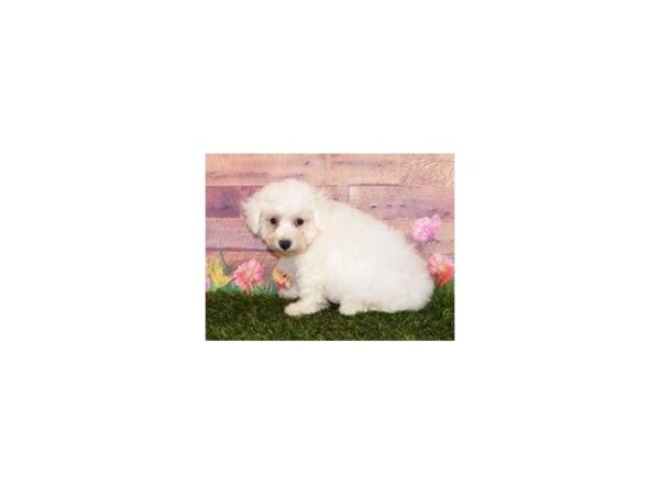 Maltichon DOG Female White 11958 Petland Batavia, Illinois