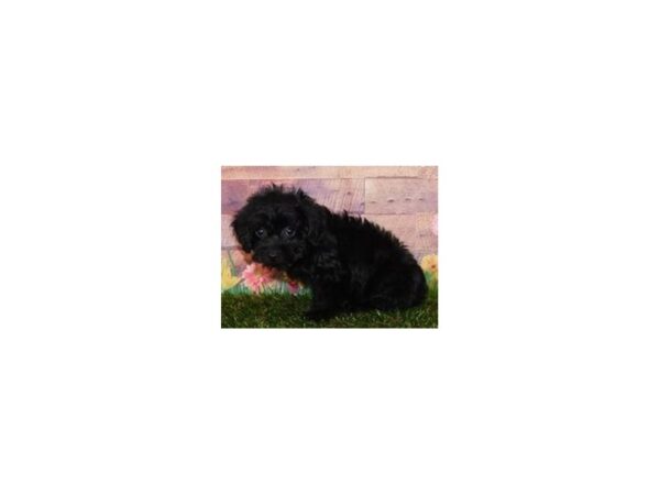 Yorkie Poo DOG Female Black 11962 Petland Batavia, Illinois