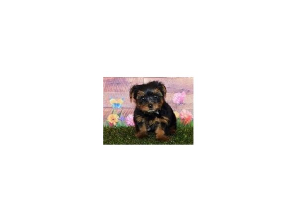 Yorkshire Terrier DOG Male Black / Tan 20090 Petland Batavia, Illinois