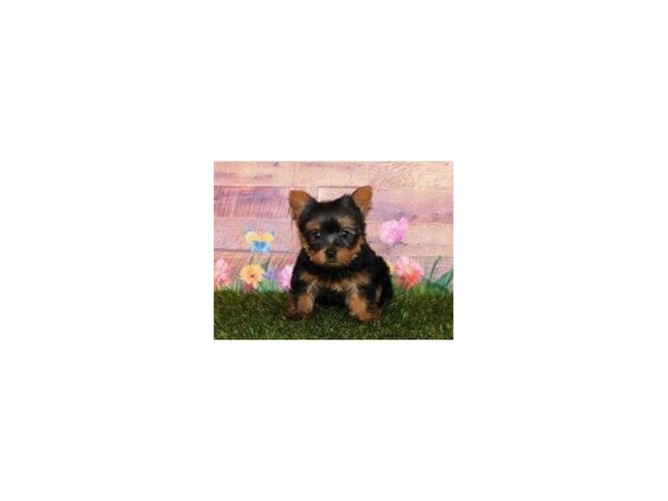 Yorkshire Terrier DOG Female Black / Tan 20089 Petland Batavia, Illinois