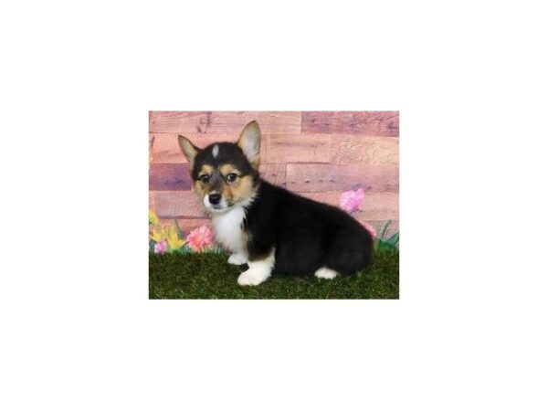 Pembroke Welsh Corgi DOG Female Black White / Tan 20088 Petland Batavia, Illinois