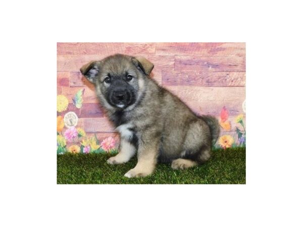 Norwegian Elkhound DOG Male Sable / Tan 20087 Petland Batavia, Illinois