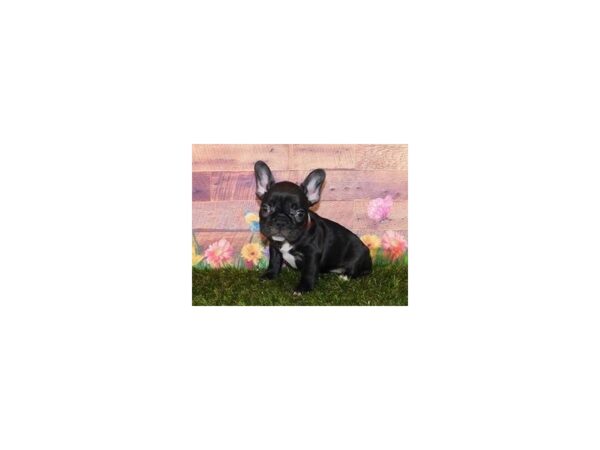French Bulldog-DOG-Female-Black Brindle-20085-Petland Batavia, Illinois