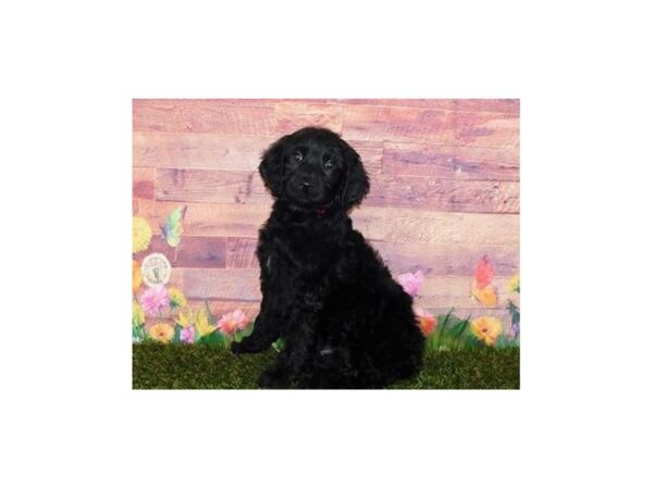 Goldendoodle DOG Male Black 20093 Petland Batavia, Illinois