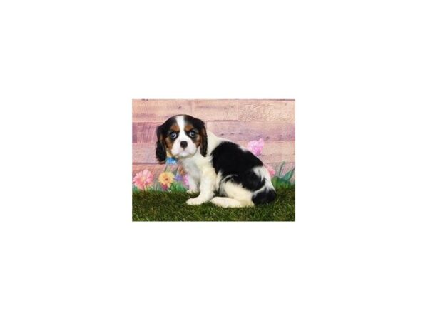 Cavalier King Charles Spaniel DOG Female Black Tan / White 20082 Petland Batavia, Illinois