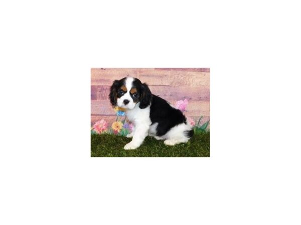 Cavalier King Charles Spaniel DOG Male Black Tan / White 20083 Petland Batavia, Illinois