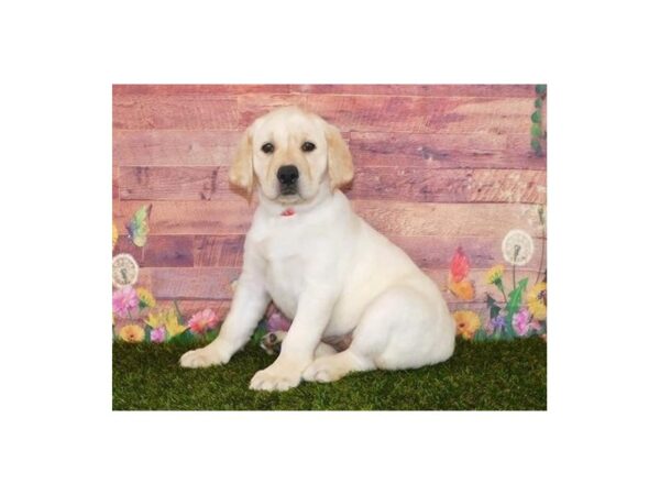 Labrador Retriever DOG Female Yellow 20086 Petland Batavia, Illinois