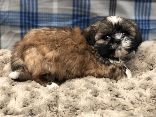 Shih Tzu DOG Male Chocolate and White 11944 Petland Batavia, Illinois