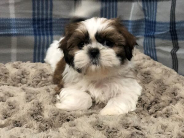 Shih Tzu DOG Female Chocolate and White 11945 Petland Batavia, Illinois