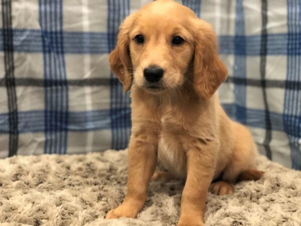 Golden Retriever DOG Female Golden 11946 Petland Batavia, Illinois