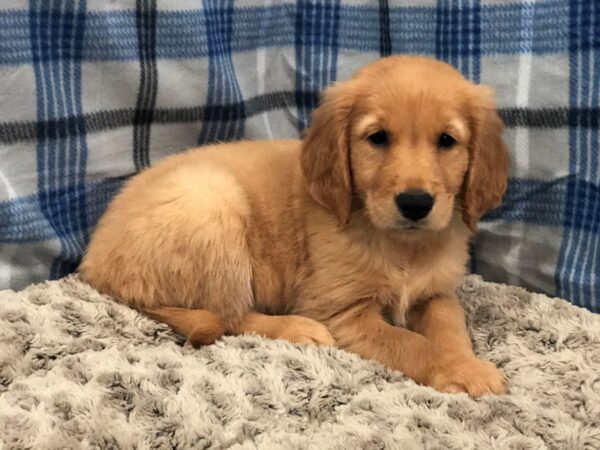 Golden Retriever DOG Male Golden 11948 Petland Batavia, Illinois