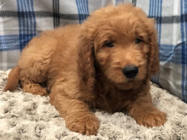 Goldendoodle DOG Male Red 11943 Petland Batavia, Illinois