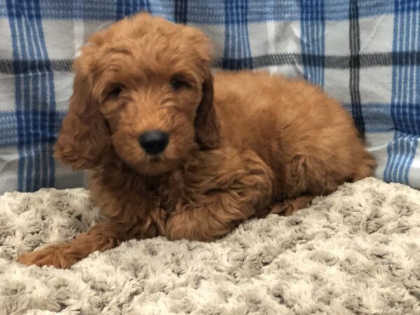 Goldendoodle DOG Male Red 11942 Petland Batavia, Illinois