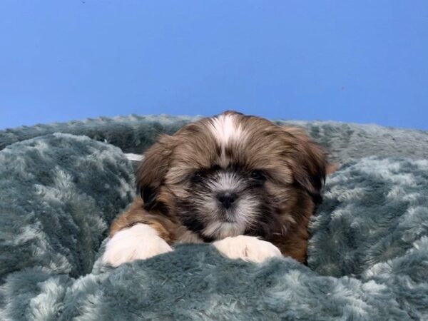 Shih Tzu DOG Female Chocolate and White 19859 Petland Batavia, Illinois