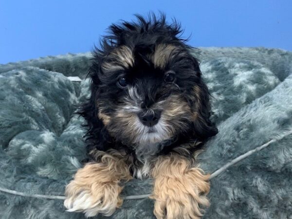 Cock A Poo DOG Male Black and Tan 19860 Petland Batavia, Illinois