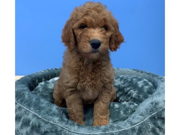 Goldendoodle DOG Female Red 19863 Petland Batavia, Illinois