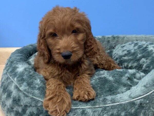 Goldendoodle DOG Male Red 19864 Petland Batavia, Illinois