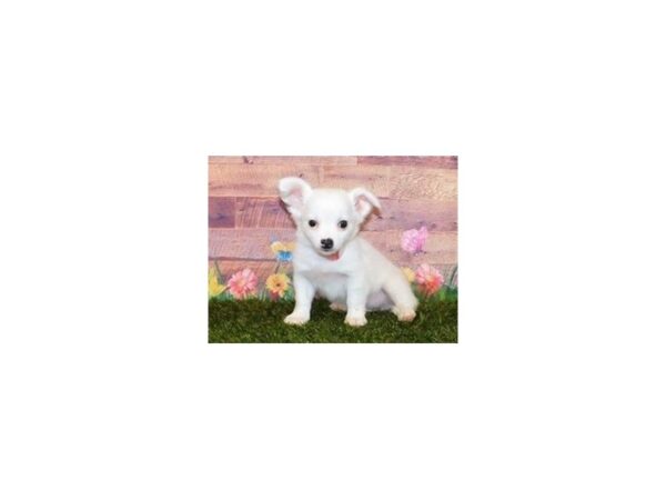 Chihuahua DOG Male White 11951 Petland Batavia, Illinois
