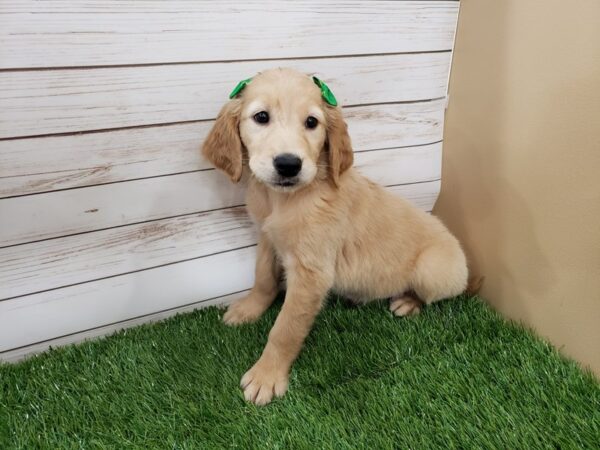 Golden Retriever DOG Female Golden 20079 Petland Batavia, Illinois