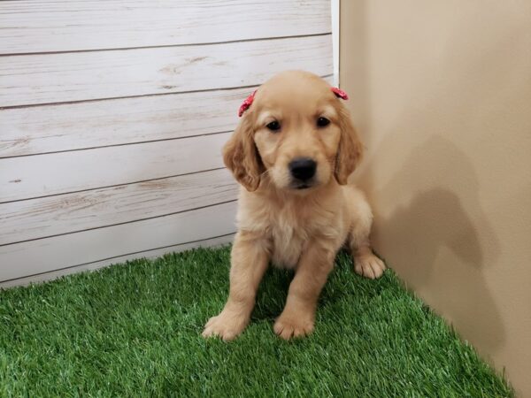 Golden Retriever DOG Female Golden 20080 Petland Batavia, Illinois