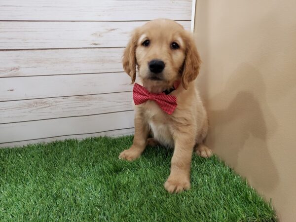 Golden Retriever DOG Male Golden 20078 Petland Batavia, Illinois