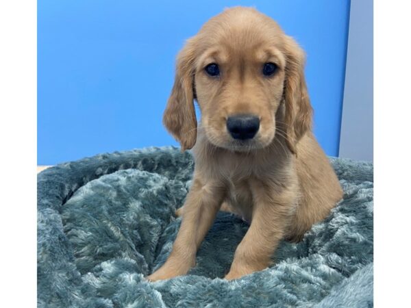 Golden Retriever DOG Male Dark Golden 19861 Petland Batavia, Illinois