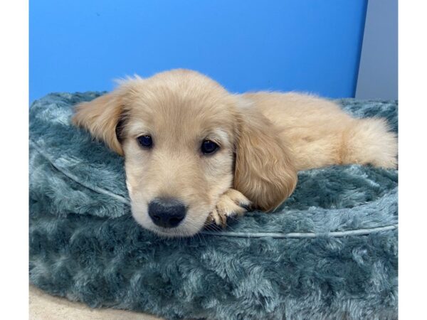 Golden Retriever DOG Female Golden 19862 Petland Batavia, Illinois