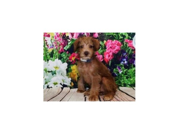 Schnoodle-DOG-Female-Chocolate-11975-Petland Batavia, Illinois