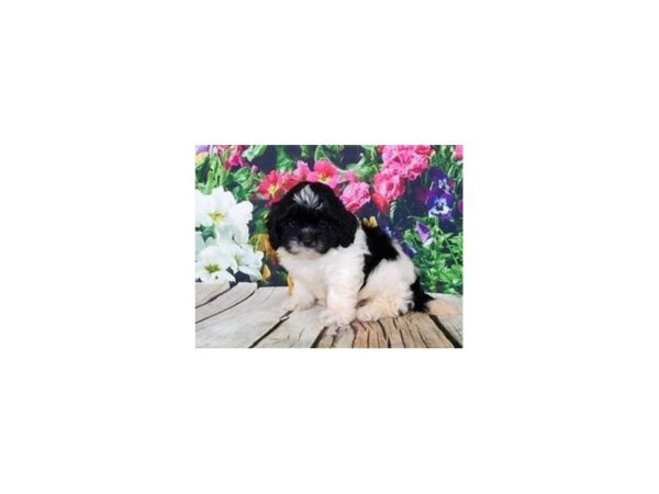 Shih Poo DOG Male Black / White 11973 Petland Batavia, Illinois