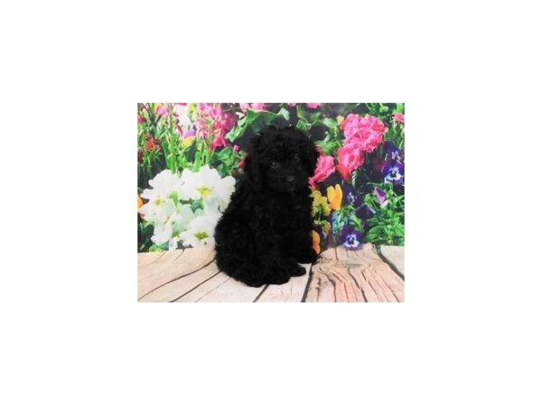 Poodle Toy-DOG-Male-Black-11968-Petland Batavia, Illinois