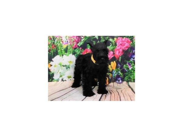 Miniature Schnauzer-DOG-Male-Black-11967-Petland Batavia, Illinois
