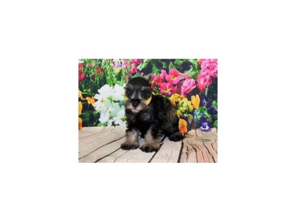 Miniature Schnauzer DOG Female Black / Silver 11966 Petland Batavia, Illinois