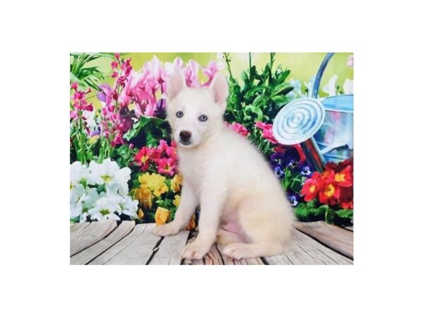 Siberian Husky-DOG-Male-White-11970-Petland Batavia, Illinois