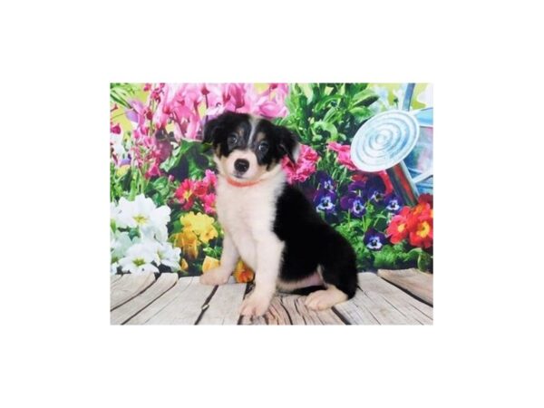 Border Collie-DOG-Male-Black White / Tan-11965-Petland Batavia, Illinois