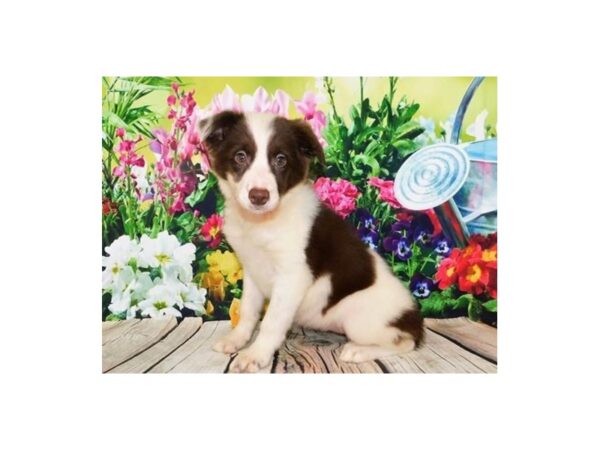 Border Collie DOG Female Red / White 11964 Petland Batavia, Illinois