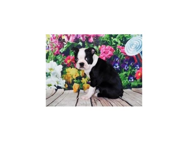 Boston Terrier-DOG-Male-Black / White-20099-Petland Batavia, Illinois