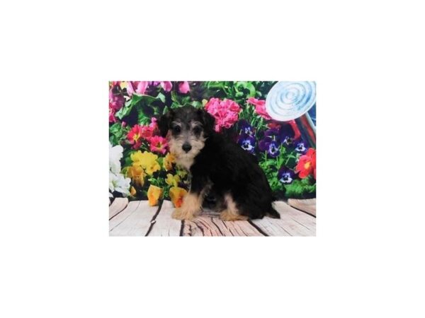 Schnoodle-DOG-Male-Black / White-20108-Petland Batavia, Illinois