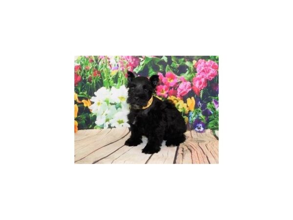 Miniature Schnauzer-DOG-Female-Black-20100-Petland Batavia, Illinois
