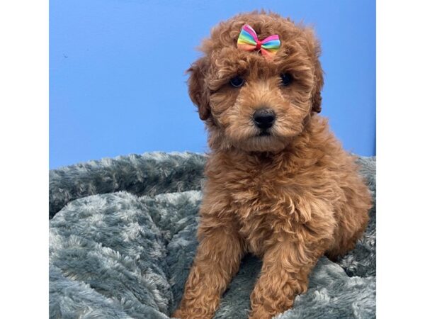 Goldendoodle Mini 2nd Gen DOG Female Red 19871 Petland Batavia, Illinois