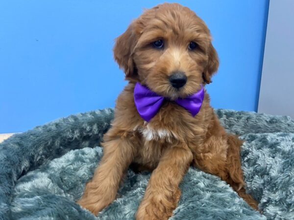 Goldendoodle Mini 2nd Gen DOG Male Red 19868 Petland Batavia, Illinois