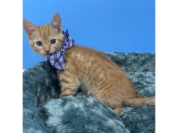 Domestic Short Hair DOG Male Red Tabby 19865 Petland Batavia, Illinois