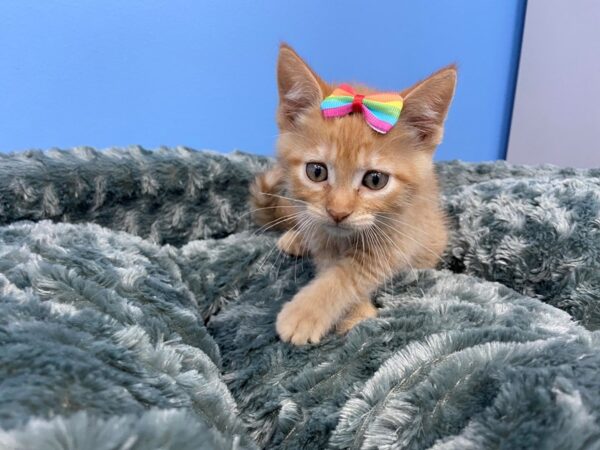 Domestic Short Hair-DOG-Female-Red Tabby-19867-Petland Batavia, Illinois