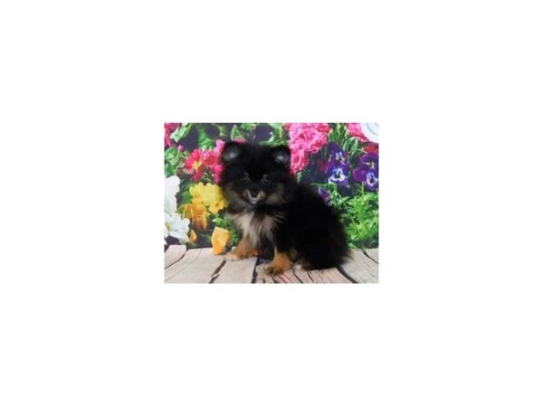 Pomeranian DOG Male Black / Tan 11980 Petland Batavia, Illinois