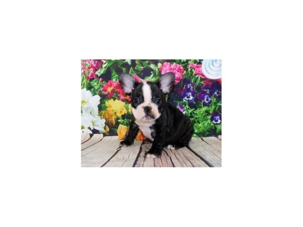 French Bulldog-DOG-Male-Black Brindle-19890-Petland Batavia, Illinois