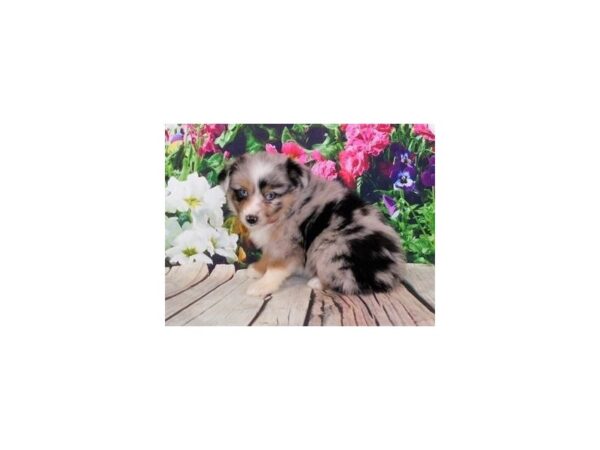 Toy Australian Shepherd DOG Female Blue Merle 19894 Petland Batavia, Illinois