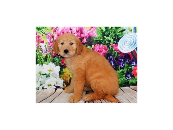 Goldendoodle DOG Female Golden 19896 Petland Batavia, Illinois