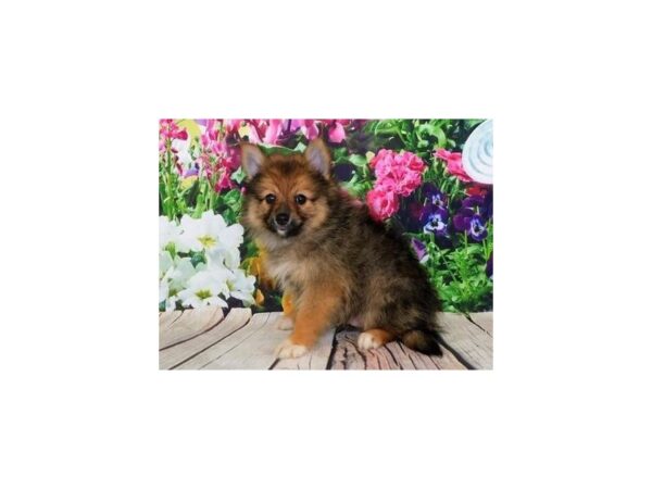 Pomeranian DOG Male Orange Sable 19892 Petland Batavia, Illinois